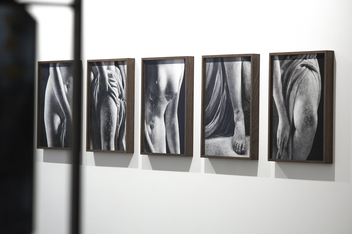 Herbarium II