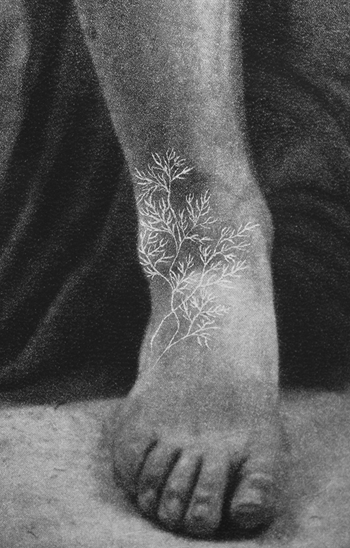 Herbarium II