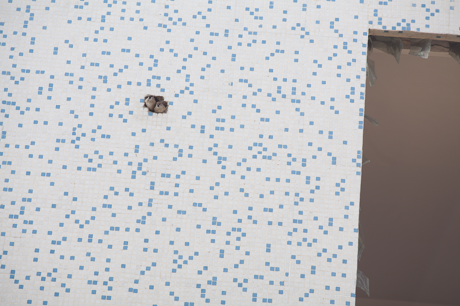 Sparrows