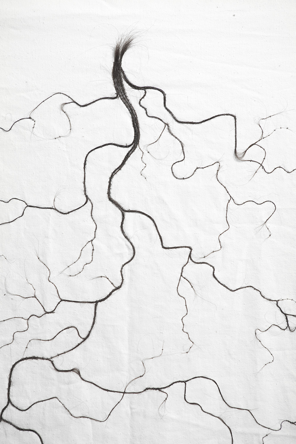 Roots